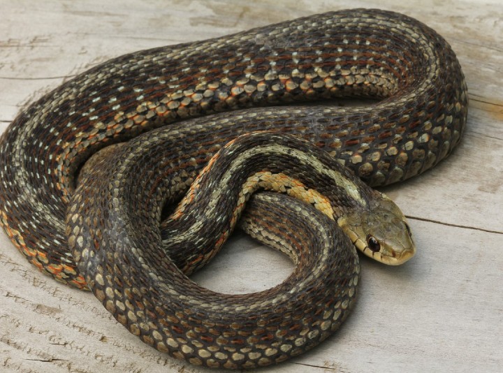 Eastern Garter Snake